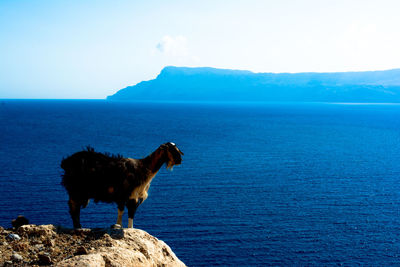 Horse on sea by mountain against sky