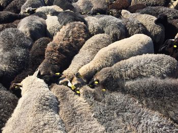 Sheep resting on green pasture field