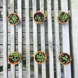 Directly above shot of potted plants on window