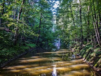 Reflection of trees in water