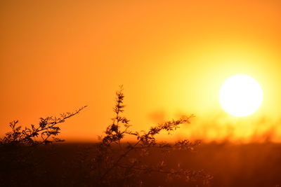 Close-up of silhouette plant against orange sky