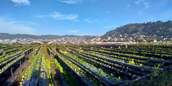 Panoramic shot of agricultural field against sky