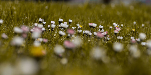 Close-up of flowering plants on field