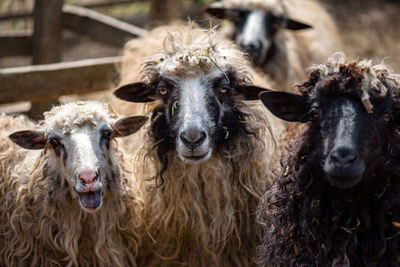 Close-up of a lamb in wool