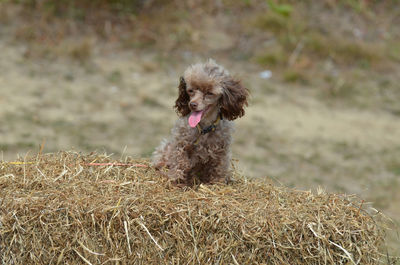 Cute brown toy poodle dog groomed and sitting on a bail of hay.