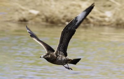 Bird flying over lake