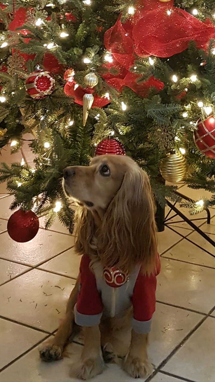 CLOSE-UP OF DOG WEARING CHRISTMAS TREE