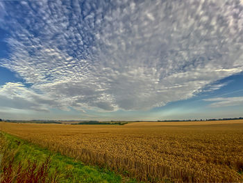 Scenic view of agricultural field against sky