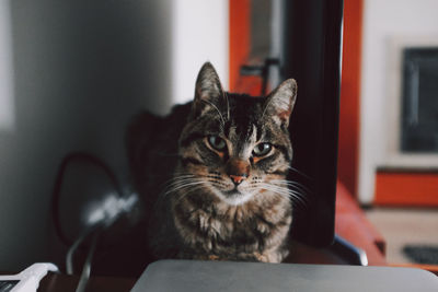 Portrait of cat sitting on table at home