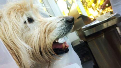 Close-up of a dog, with the cone of shame