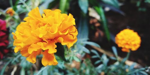 Close-up of yellow marigold flower