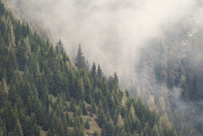 Panoramic view of pine trees in forest