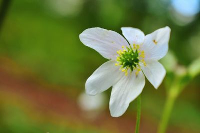 Close-up of white flowering plant