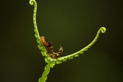 Close-up of insect on leaf against black background