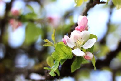 Close-up of fresh white flowers blooming on tree