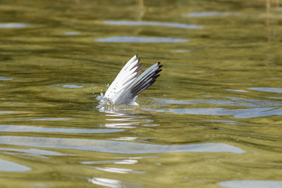 View of bird in lake