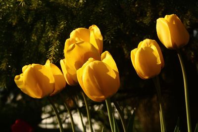 Close-up of yellow flowers