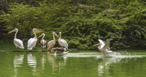 Ducks in a lake