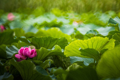 Close-up of pink flowers blooming outdoors