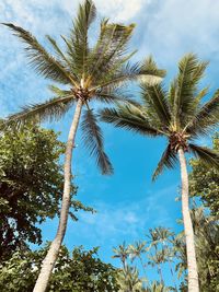 Low angle view of coconut palm tree against blue sky