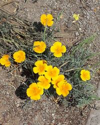 Directly above shot of yellow flowers