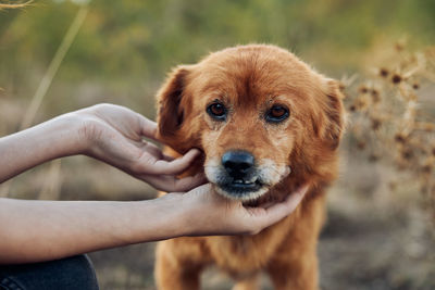 Close-up of dog