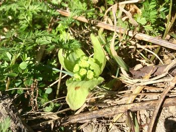 Close-up of fresh green plants in field