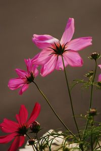 Close-up of pink cosmos flower