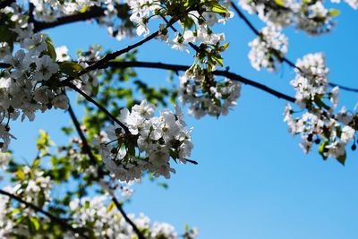 Low angle view of cherry blossoms against sky