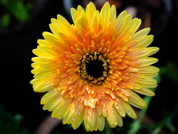 Close-up of yellow flowering plant