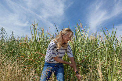 A blond woman pulling out corn on the corn field