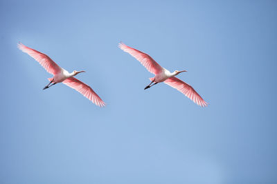 Low angle view of seagulls flying in sky