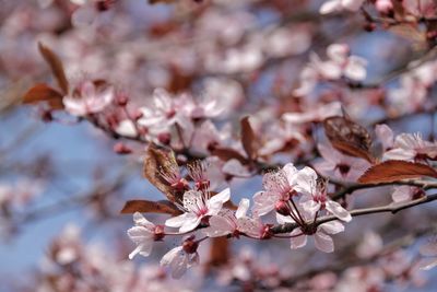 Close-up of cherry blossoms in spring