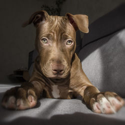 Portrait of dog relaxing on bed at home