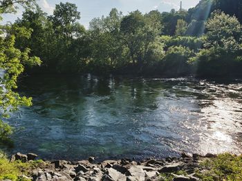 Scenic view of river flowing in forest