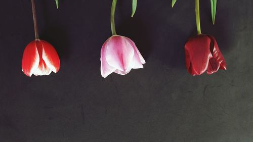 Close-up of red flowers