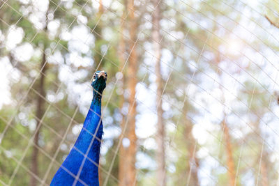 Head and neck of a blue male peacock, looking at the camera through the mesh cage at the zoo. 