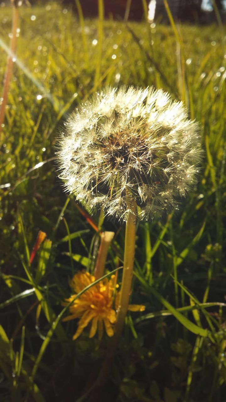 plant, flower, fragility, beauty in nature, dandelion, flowering plant, vulnerability, freshness, close-up, nature, growth, focus on foreground, no people, field, flower head, grass, inflorescence, land, day, selective focus, outdoors, softness, dandelion seed