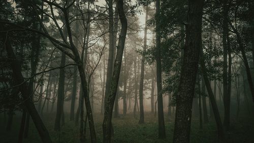 Trees in forest