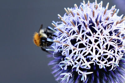 Close-up of bee on purple flowering plant