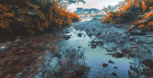 Scenic view of river amidst trees against sky