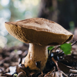 Close-up of mushroom growing on field