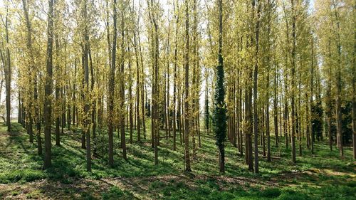 Full frame shot of bamboo trees in forest