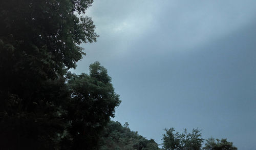 Low angle view of trees against sky