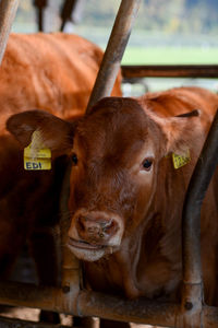 Close-up portrait of cow