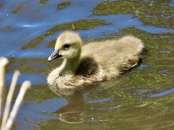 Closeup of a gosling