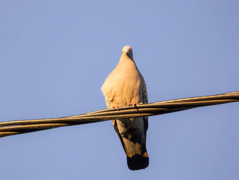bird