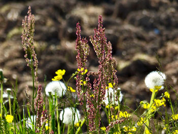 Close-up of flowers
