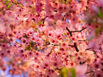 Close-up of pink cherry blossoms in spring