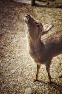 Close-up of rabbit standing on field